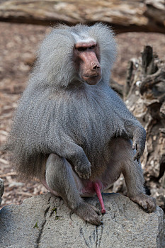 阿拉伯狒狒,雄性,猴子,阴茎
