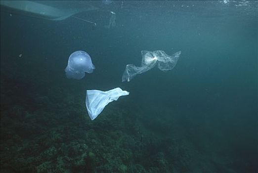 塑料袋,水母,杀,海龟,海洋生物,吃,菲律宾