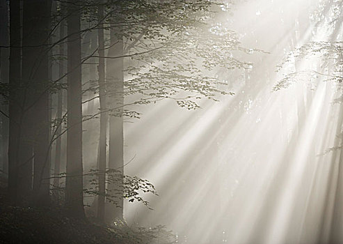 晨雾,阳光,树林,月亮湖地区,区域,萨尔茨卡莫古特,上奥地利州,奥地利,欧洲