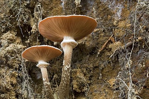 蘑菇,德国