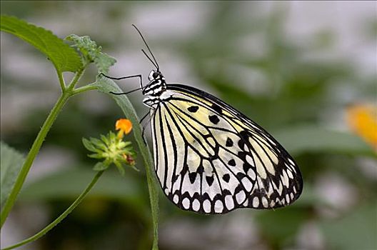 蝴蝶,大帛斑蝶,泰国