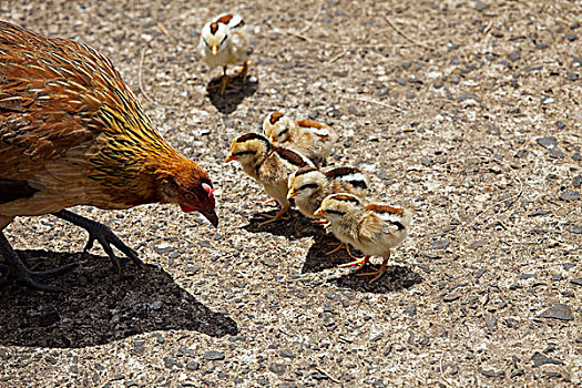 母鸡,考艾岛,夏威夷,美国