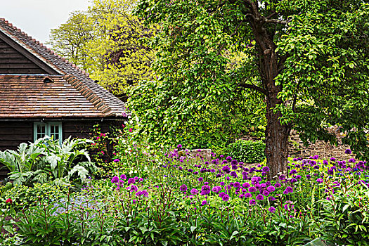 风景,花园,树,床,紫花,屋舍,背景