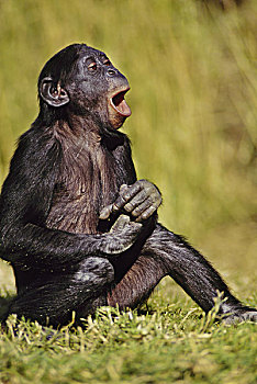 倭黑猩猩,幼小,笑,刚果