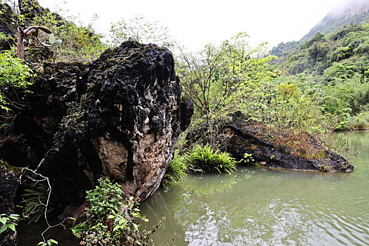 黄果树