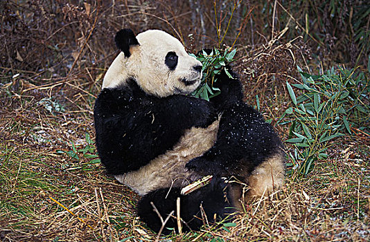 大熊猫,成年,卧龙自然保护区,中国