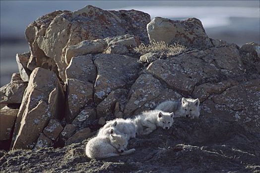 北极狼,狼,幼仔,睡觉,艾利斯摩尔岛,加拿大