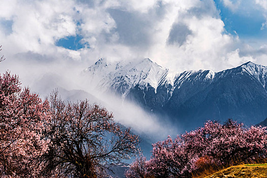 桃花雪山1