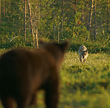褐色,熊,狼,相遇,卡瑞里亚,芬兰,欧洲