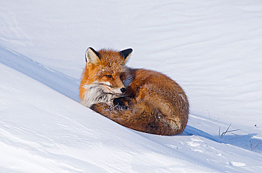 美国,阿拉斯加,北方,斜坡,区域,北极圈,国家野生动植物保护区,红狐,狐属,成年,休息,雪堆