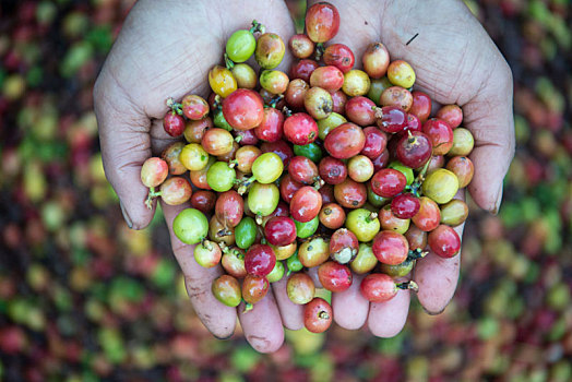 泰国,咖啡,种植园