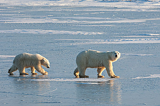 两个,北极熊,走,雪原,曼尼托巴