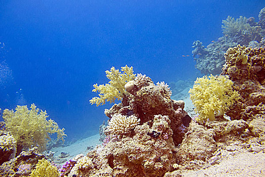 仰视,热带,海洋,彩色,珊瑚礁,水下