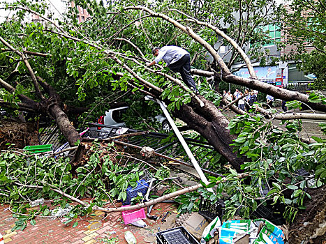 台风,妮妲,登陆深圳狂风大作大树被吹倒小轿车被,埋