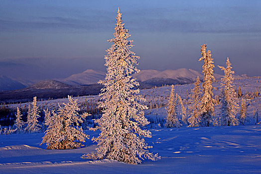 北美,美国,阿拉斯加,北方,公路,冬季风景