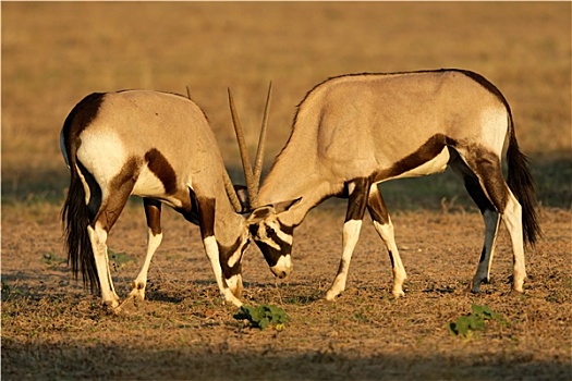 争斗,南非大羚羊