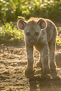 斑鬣狗,幼兽,伊丽莎白女王国家公园,乌干达,非洲