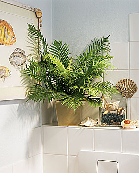 浴室,看,漂浮物,蕨类