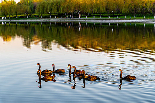 中国长春友谊公园湖面的黑天鹅游泳景观
