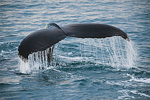 驼背鲸,大翅鲸属,鲸鱼,海峡,斯瓦尔巴特群岛,挪威