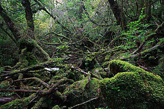 温带雨林,岛屿,日本