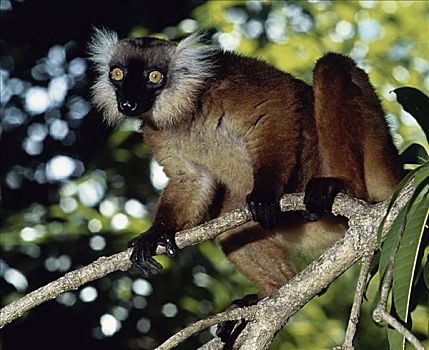 黑狐猴,马尔加什,共和国