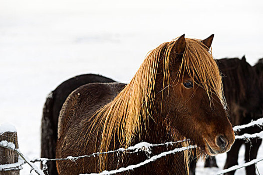 冰岛,小马,冬天,风景,欧洲