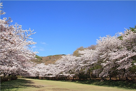 排,樱花,树,静冈,日本