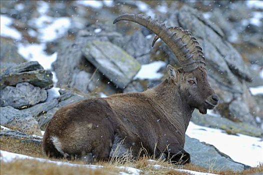 阿尔卑斯野山羊,羱羊,休息,下雪,国家公园,意大利