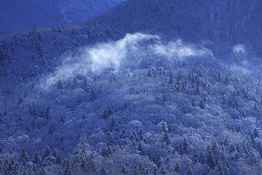 雪,树林,山