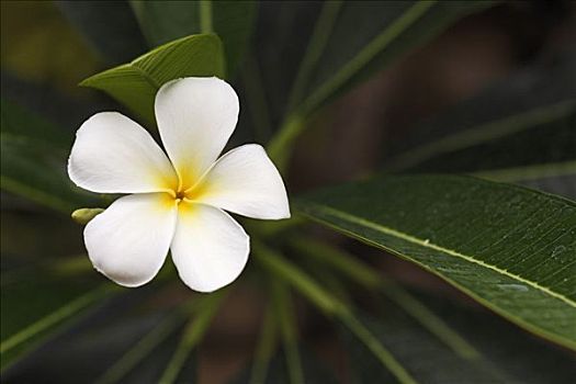 白色,鸡蛋花,巴厘岛,印度尼西亚