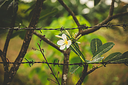 漂亮,白花,后面,钩刺,铁丝栅栏