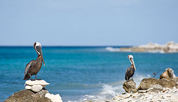 褐色鹈鹕,栖息,岩石上,海滩
