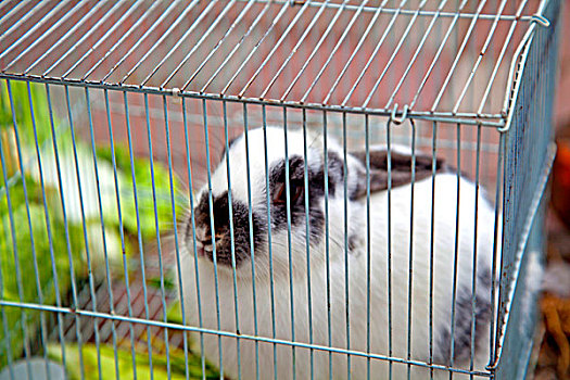 白兔子在笼子里