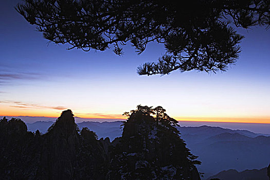 亚洲,中国,安徽,黄山,黄山松,松属,日出