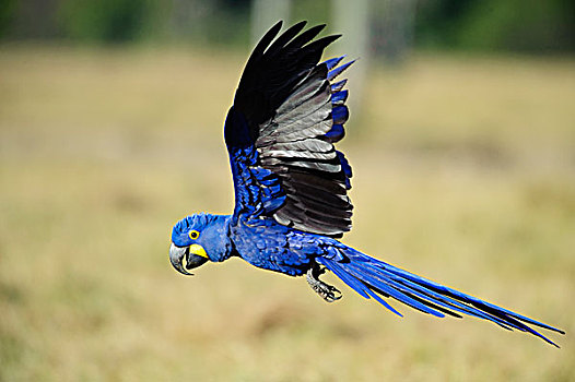 紫蓝金刚鹦鹉,飞,潘塔纳尔,巴西