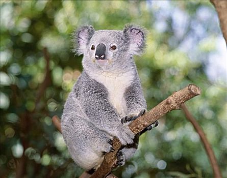 树袋熊,桉树,布里斯班,昆士兰,澳大利亚