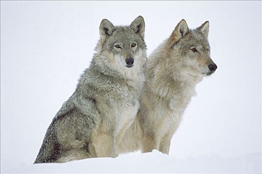 大灰狼,狼,肖像,一对,坐,雪中,北美
