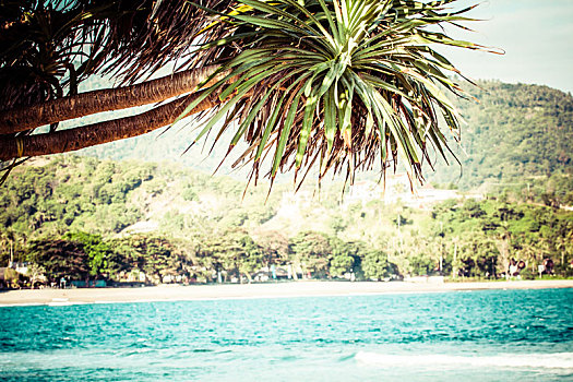 热带,沙滩,棕榈树,晴天,龙目岛