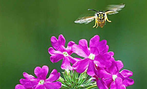 蜜蜂,飞,花