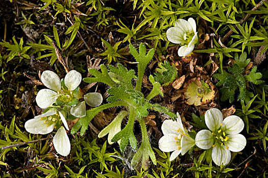 虎耳草属植物,花,瑞典北部,欧洲