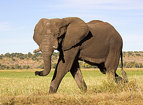 非洲,大象,乔贝,河,乔贝国家公园,博茨瓦纳