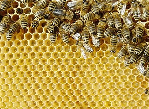 蜜蜂,吸吮,蜂蜜,蜂窝