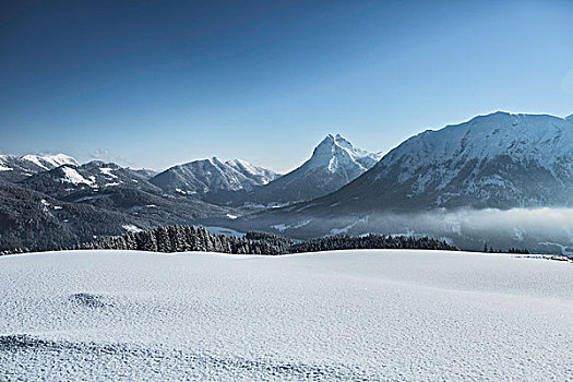 树,雪,山坡