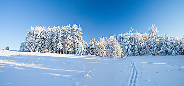 冬天,公园,雪中