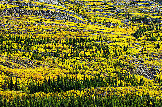 山,斜坡,彩色,卡纳纳斯基斯县,落基山脉,艾伯塔省,加拿大