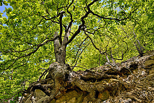 橡树,栎属,节瘤,树干,陡坡,自然保护区,黑森州,德国,欧洲