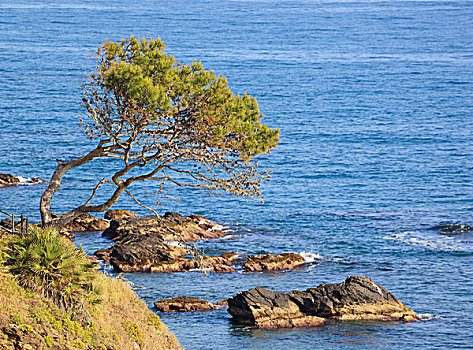 松树,紧握,俯视,海洋,马拉加省,西班牙