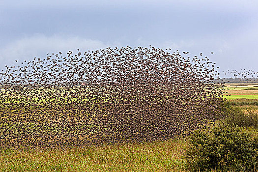 成群,八哥,紫翅椋鸟,飞行,丹麦,欧洲