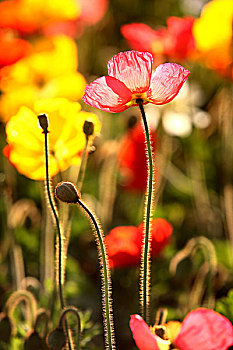 花卉